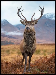 Szarvas agancs poszter kép nappaliba 40x50cm