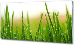 Fotó kép fotó edzett üveg Fű 120x60