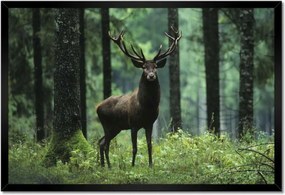 Poszter keretben 60x40 Szarvas Erdő Tájkép