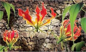 Fotótapéta Gloriózis Tűzvirág a kőfalon 254x184 +ragasztó