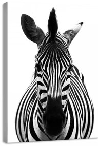 Zebra, vászonkép, 50x70 cm méretben