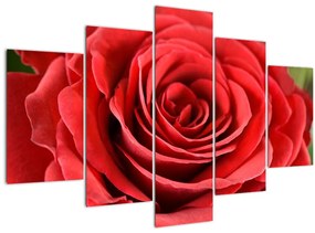 Egy rózsa virág képe (150x105 cm)