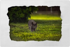 Poszterek 120x80 Cica Cicák