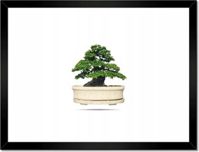 Poszterek keretben 40x30 Bonsai fa