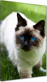 Vászonkép 80x120 Pihenés a fűben