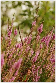 Poszter 60x90 Hanga virágok lila