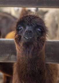 Poszter 50x70cm Alpaka, Assaf Frank