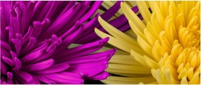 Kép - virág részlet (120x50 cm)