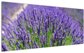 Kép - levandula (120x50 cm)