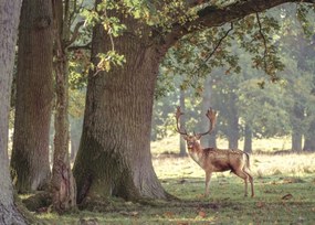 Poszter 70x50cm Szarvas az erdőben 3, Assaf Frank