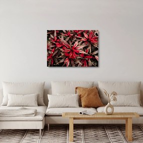 Piros szirmok képe (üvegen) (70x50 cm)
