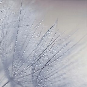 Fotótapéta Falra az előszoba konyhájába Pitypang gyöngyös 250x250 Ragasztó