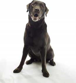 Poszter 60x80cm Barna labrador, fehér alapon, Assaf Frank