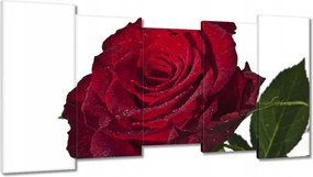 Vászonkép 150x80 Vörös rózsa fehéren