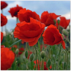 Poszterek 140x140 Mezei pipacsok az égbolt hátterében