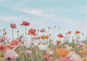 Flizelin fotótapéta Flizelin Design pipacs virágok 312x219 ragasztó