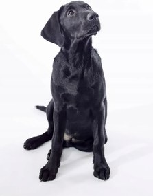 Poszter 68x101cm Fekete labrador, fehér alapon, Assaf Frank