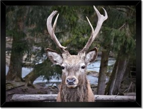 Poszter keretben 40x30 Szarvas agancs