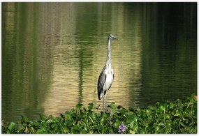 Poszterek 200x135 Kalapos madár Tájkép Kilátás