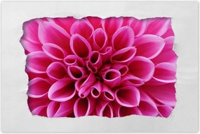 Poszterek 90x60 Liliom