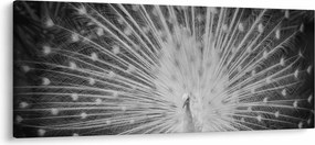 Kép - Fehér páva (120x50 cm)
