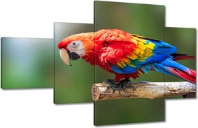 Festmények 130x80 Színes papagáj