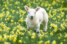 Poszter 30x20cm Bárány a nárciszmezőn, Assaf Frank