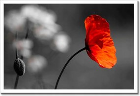 Poszterek keretben 60x40 Virágzó piros pipacs