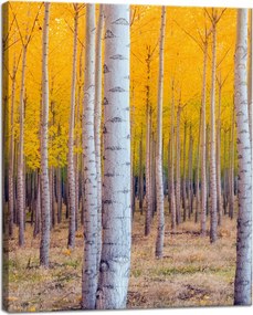 Nyírfa Ősz Sárga levelek vászonkép 40x50 cm