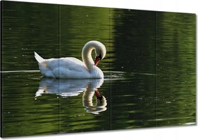 Festmények 120x80 Hattyú