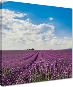 Vászonkép 40x40 Levendulamező Levendula
