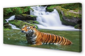 Canvas képek tigris vízesés 100x50 cm