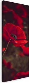 Vászonkép Canvas Botanika Piros pipacs Mezei 40x120