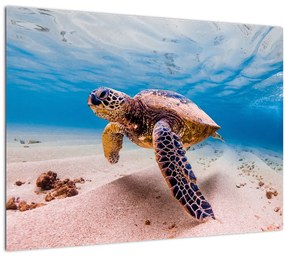 Teknős képe az óceánban (üvegen) (70x50 cm)