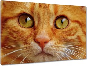 Képek 120x80 Cica Cicák