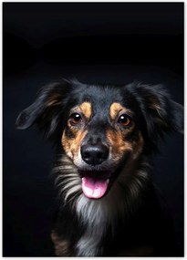 Poszterek 50x70 Border Collie portré