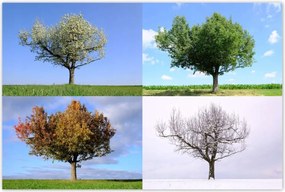 Poszterek 120x80 Négy évszak Fa