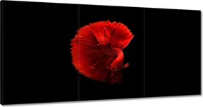 Vászonkép 180x90 Harcos hal piros