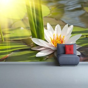 Fotótapéta Lotus és a tó 104x70 cm