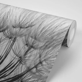 Fototapeta fekete-fehér pitypang
