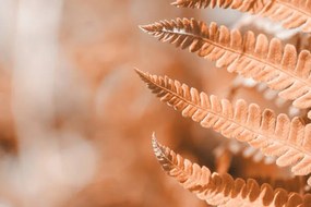 Művészeti fotózás Fern leaf closeup, natural ferns pattern., Anna Skliarenko, (40 x 26.7 cm)
