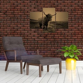 Kép - Skót tehén menekül (90x60 cm)