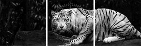 Kép - albínó tigris, fekete-fehér (órával) (90x30 cm)