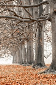 Poszter 53x81cm Fák egy sorban narancssárga levelek, Assaf Frank