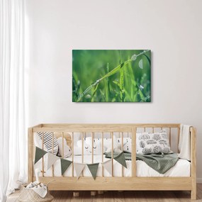 Harmat cseppek képe (90x60 cm)