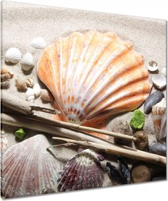Vászonkép 80x80 Kagylók a balti tengerpartról