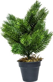 Mini műfenyő cserépben 22 cm Hó nélküli