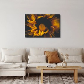 Kép - Napraforgó fekete háttérben (90x60 cm)
