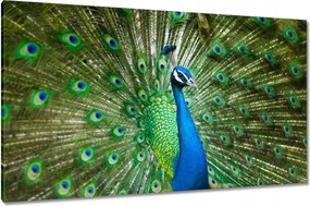 Vászonkép 120x70 Páva a párzási időszakban