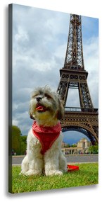 Vászonkép Dog in paris ocv-82234156